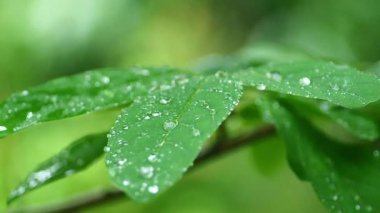 Su damlalı yeşil yaprak