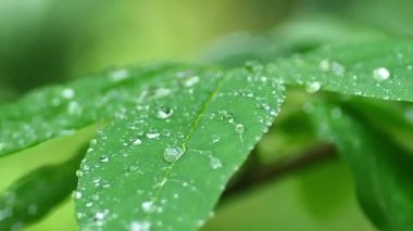 Yeşil yaprak ve su damlaları