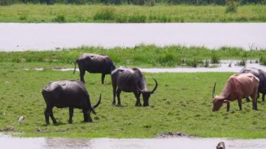 Bufalo ve inekler tarlada
