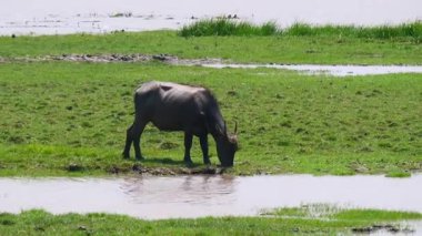 bir çayır otlatma inek