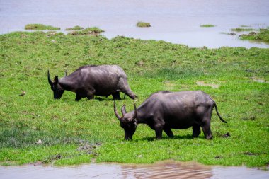 Tanzanya 'daki bozkırda bufalo