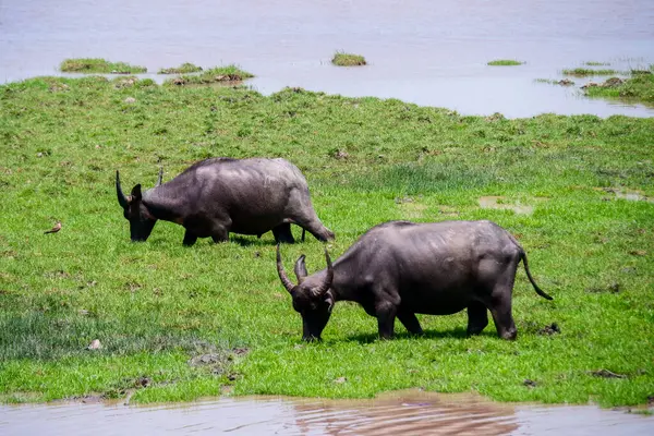 Tanzanya 'daki bozkırda bufalo