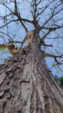 Ağaç gövdesi, doğa.