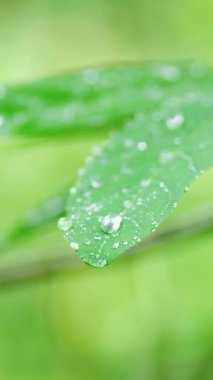 Yaprağın üzerine yağmur damlası