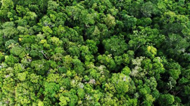 Tayland 'daki güzel yağmur ormanlarının ve tropikal ormanların hava manzarası.