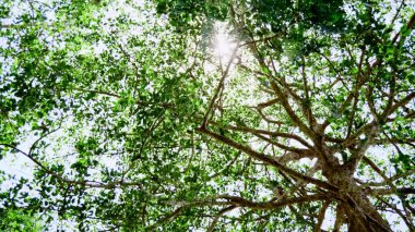 * * Güneş ışığı canlı yeşil bir ağaç gölgesinde parlar, doğal bir orman ortamında huzurlu ve huzurlu bir atmosfer yaratır.
