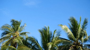 Canlı mavi gökyüzüne uzanan yemyeşil palmiye ağaçları tropik cenneti ve rahatlamayı simgeliyor..