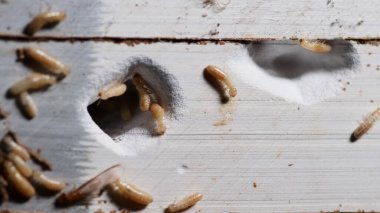 Beyaz ekmek yığınını kapat.