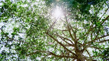 Güneş ışığı canlı yeşil bir ağaç tepe örtüsünün içinden akar. Ormanda barışçıl ve doğal bir atmosfer yaratır..