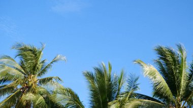 Parlak mavi gökyüzüne uzanan canlı palmiye ağaçları, tropikal bir sükunet ve sıcaklık hissi uyandırıyor..