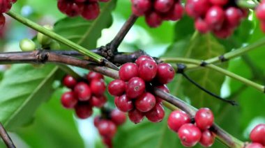 Kahve çekirdeği ve böğürtlen dükkanında.