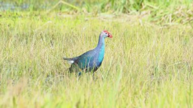 Mavi balıkçıl çimlerde