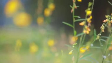 Yakın - çiçek açan güzel çiçeklerin manzarası