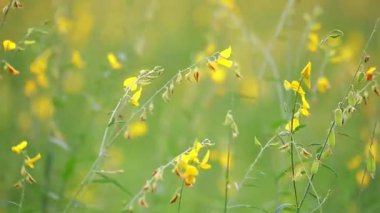 Yeşil yapraklı sarı çiçekler bulanık arka planda