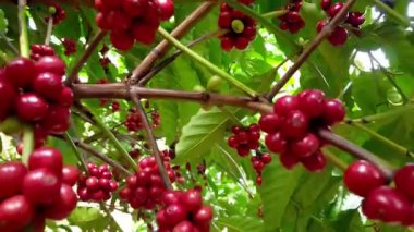 Olgunlaşmış meyveler ağaçta