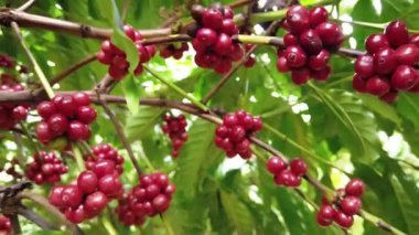 Olgun kırmızı meyveler ağaçta