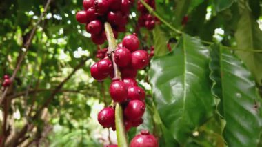 Ağaçtaki kırmızı kahve çekirdekleri, kahve bitkisi, kahve çiftliği.