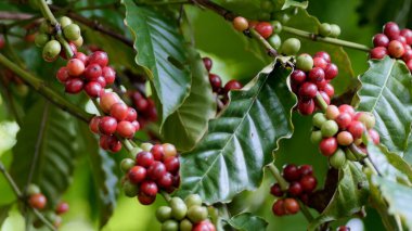 Ağaçtaki kahve çekirdekleri