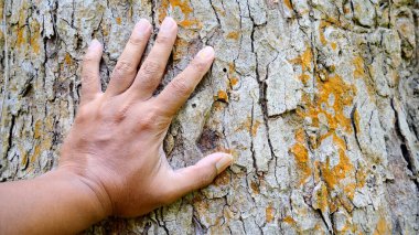 Kadın eli büyük bir ağaca dokunuyor.