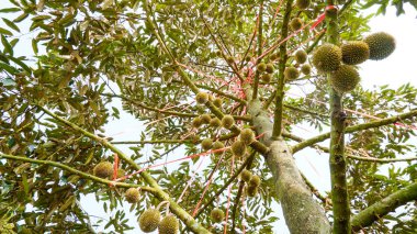 Meyve ağacının hemen yanında, olgunlaşmış meyveler..