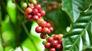 Kahve çekirdeği ağacı, olgun kırmızı fasulyeli kahve bitkisi.