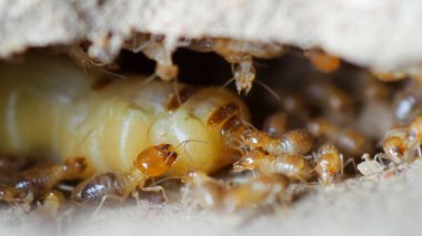 Yuvadaki bir karıncanın makro görüntüsü..