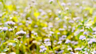 Bahçedeki beyaz çiçek. bahar çiçekleri arka planı