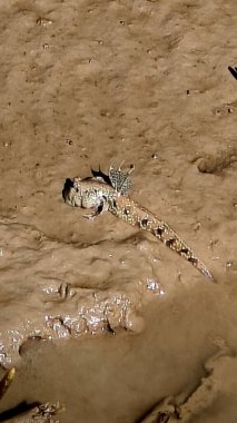 Sudaki kertenkelenin yakın plan fotoğrafı.