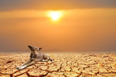 köpek karada oturuyor.