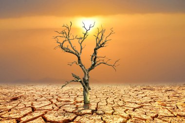 Topraktaki kuru ağaç. Küresel ısınmanın ortasında kuraklık ve kuru ağaç.