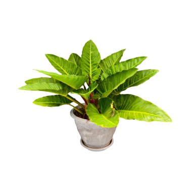 yeşil bitki tencerede izole