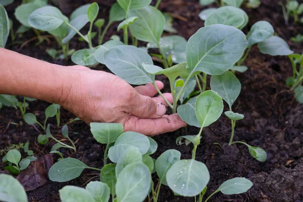 Stock image man's hands taking care kale seedlings in the vegetable garden plot, concept for home vegetable growing, organic vegetables