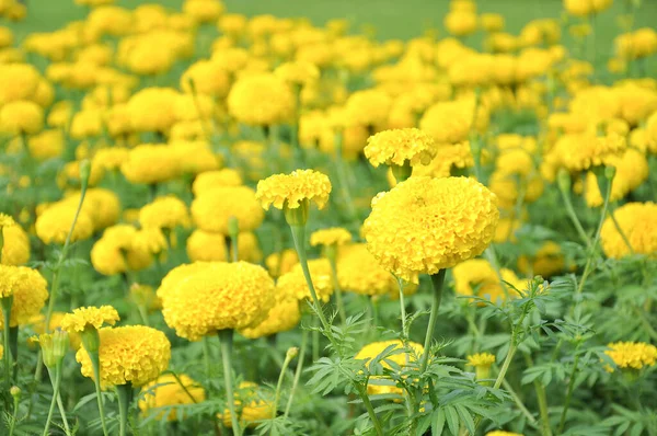 stock image blooming marigold flowers in the field,soft focus