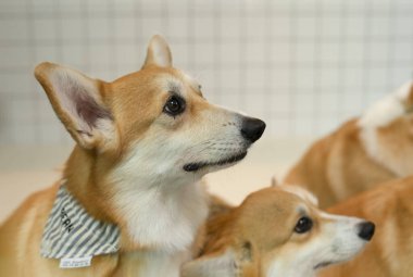 Hayvan kafesinde pembroke galsh corgi, meraklı galsh corgi bir şeye bakıyor