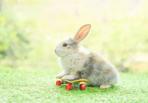 Kaykaylı Sevimli Bir Tavşan Kaykay Oynayan Küçük Bir Tavşan — Stok fotoğraf