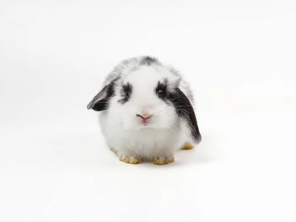 Young Adorable Rabbit Isolated White Background — Stock Photo, Image