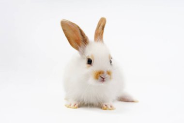 Genç pofuduk tavşan, beyaz arka planda oturan beyaz sevimli tavşan.                               
