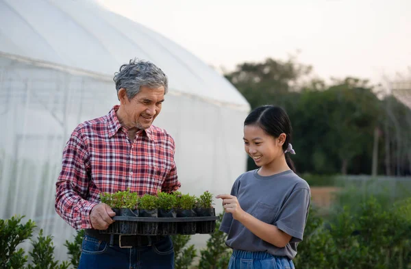 asian girl is interested in ornamental plants on nursery pot in senior man hands , grandfather is teaching granddaughter to know the trees that he planted at greenhouse