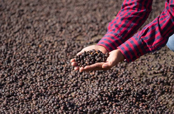 farmer holding dried coffee beans, woman hands checking coffee beans that being dried on ground