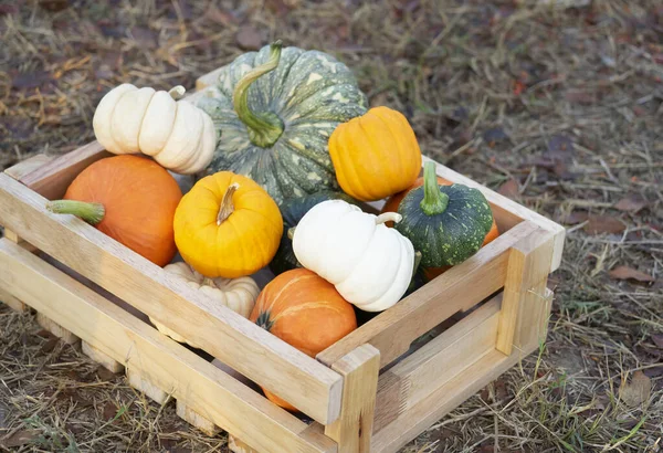the harvested pumpkins in wooden storage crate on ground, seasonal fruit harvesting concept