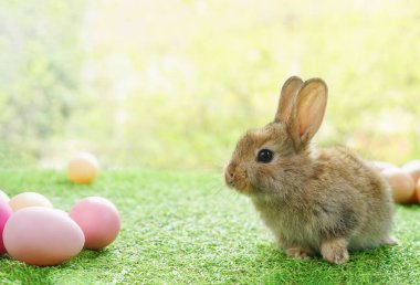 Doğada kahverengi tavşan, Paskalya yumurtaları olan sevimli bir yavru tavşan.                   