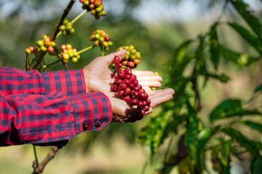 tarımsal eller ağaçtan arap kahvesi topluyor, kahve tarlası konsepti, kahve hasadı, kahve tarlası işi.