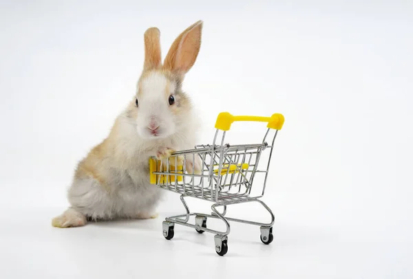 Young Adorable Fluffy Bunny Pushing Shopping Cart Isolated Grey Background — Stock Photo, Image