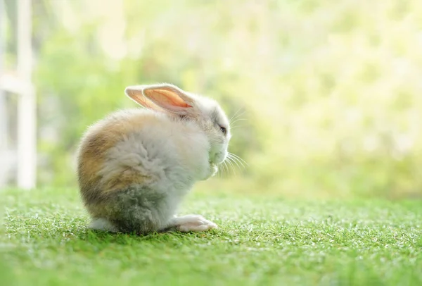 Молодой Очаровательный Кролик Сидит Зеленом Фоне Травы Природы Милый Пушистый — стоковое фото