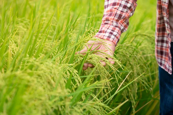 stock image hand of agriculturist holding ears of rice, rice farmer checking quality of grains in the field,concept of agricultural,rice planting,development new rice varieties,rice research