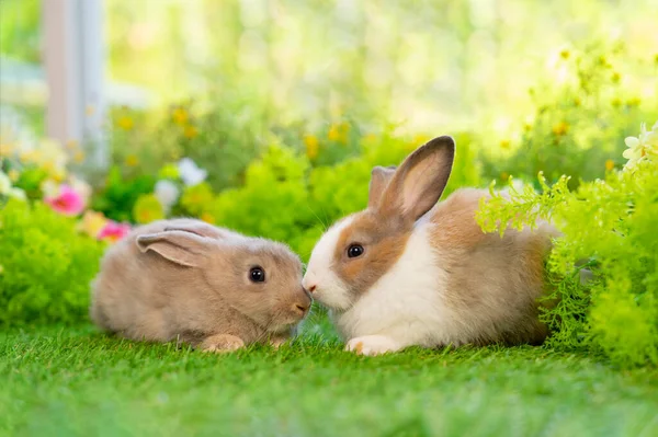 2匹の茶色のウサギが草の上に座り若い可愛いウサギが自然の中で — ストック写真