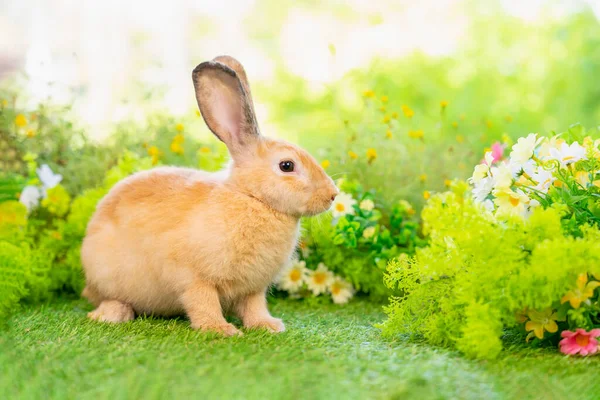 young brown rabbit sitting in nature, adorable fluffy bunny, concept of rabbit easter