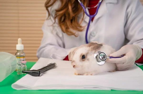 veterinarian using stethoscope physical examine a young cute bunny at pet clinic, concept of animal health checkup,rabbit health care,rabbit sick