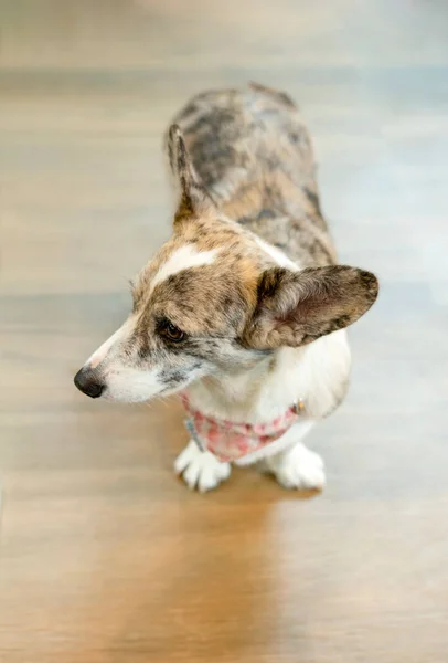 Söt Walesisk Corgi Pembroke Hund Står Golvet Huset — Stockfoto