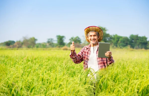 Šťastný Asijský Senior Chytrý Zemědělec Stojící Rýžovém Poli Jedné Straně — Stock fotografie